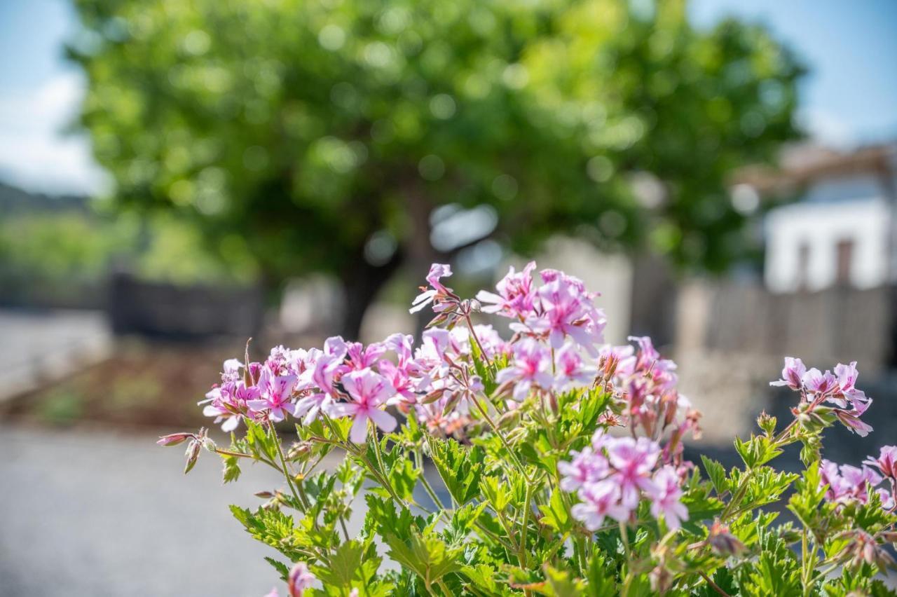 Ses Oliveres Vakantiehuis